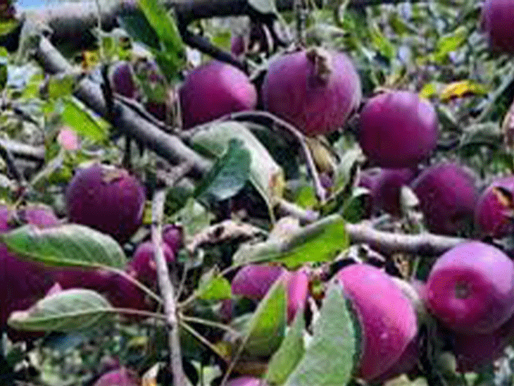 केंद्र ने यूरोपियन संघ के सेब पर इंपोर्ट ड्यूटी घटाई:50 की जगह 20% की, हिमाचल एपल इंडस्ट्री पर संकट, बागवान नाराज