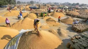 cg dhan kharidi: 3 दिन में 1.5 लाख किसान बेचेंगे धान, 70 हजार से ज्यादा टोकन होंगे जारी; टूटेगा पिछला रिकॉर्ड