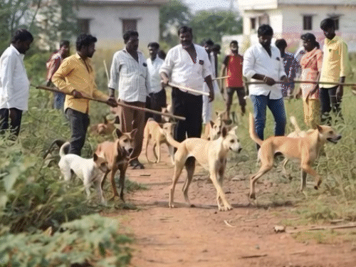 तेलंगाना में जहरीला इंजेक्शन देकर 300 कुत्तों की हत्या:सरपंच ने चुनाव में वादा किया था; एक महीने में 900 कुत्तों को मारा जा चुका