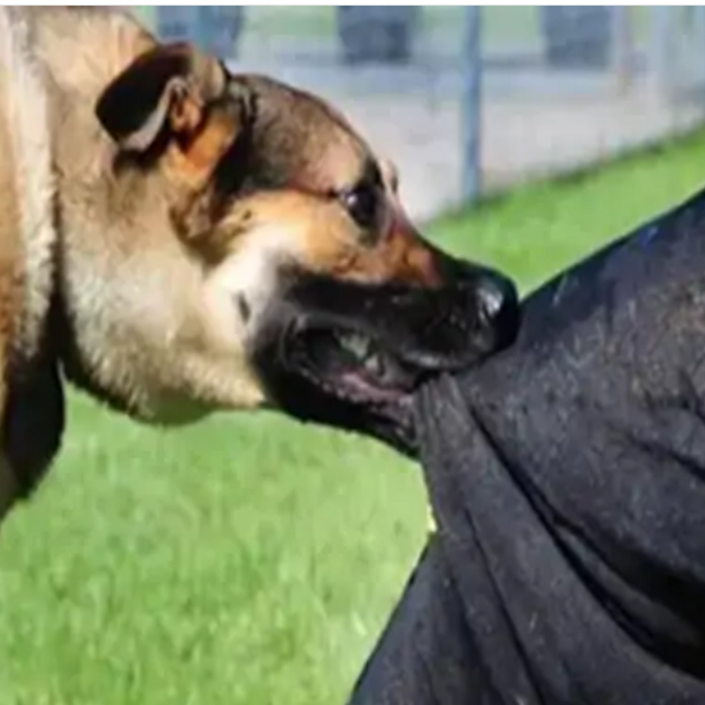 ‘डॉग बाइट’ की घटनाओं पर लगाम लगाने के लिए योजना:पंजाब में खुलेंगी 52 डॉग सेंक्चुरी, 3 लाख डॉग्स का होगा प्रबंधन