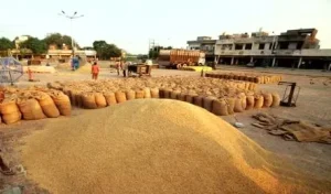cg dhan kharidi 2025 26: धान बेचने का आखिरी मौका, इस दिन बंद होगी खरीदी