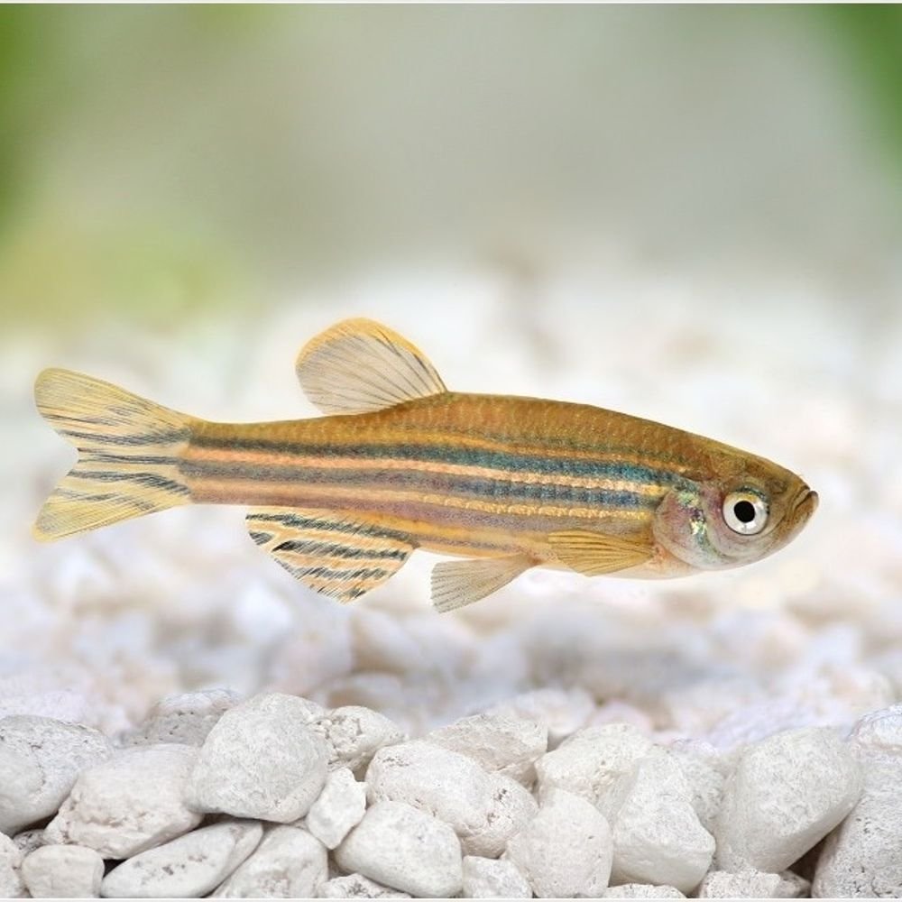 अब मछली बताएगी आयुर्वेदिक दवाओं की ताकत:कम खर्च तेज रिजल्ट के कारण जेब्राफिश पहली पसंद, जयपुर के राष्ट्रीय आयुर्वेद संस्थान में चल रहा रिसर्च