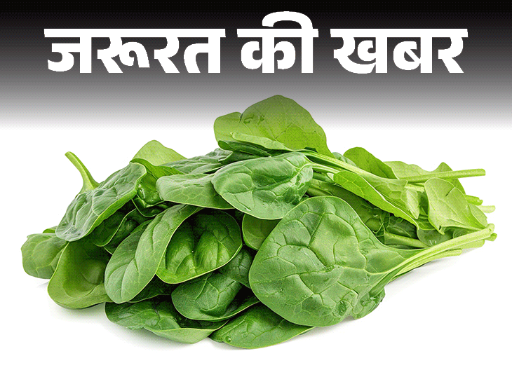 जरूरत की खबर 100 ग्राम पालक में 310% विटामिन a:न्यूट्रिशनिस्ट से जानें पालक के 10 हेल्थ बेनिफिट्स, साथ ही किसे नहीं खाना चाहिए