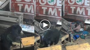 kanker bear video: शराब दुकान के अहाते में सोते हुए युवक के पास पहुंचा भालू; 4 मिनट तक थमी रहीं सांसें, देखिए वीडियो 
