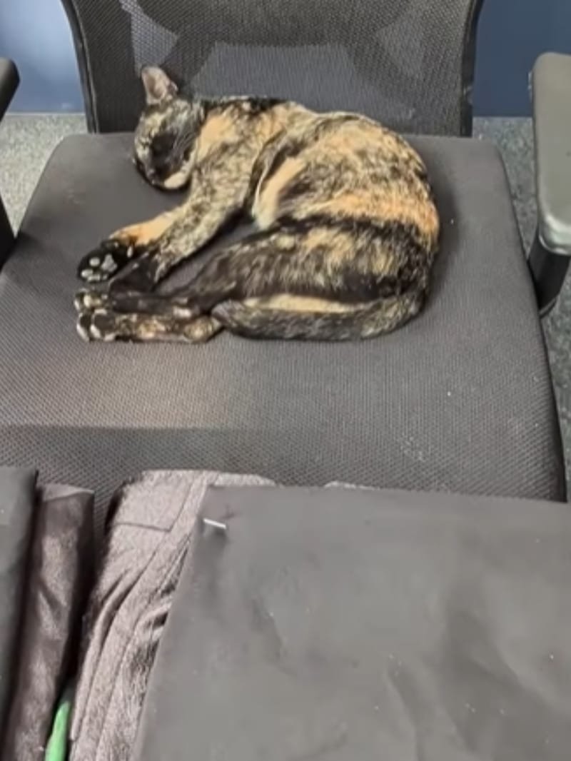 video: कप्तानों की प्रेस कॉन्फ्रेंस में पहुंची बिल्ली, कुर्सी पर सोती नजर आई