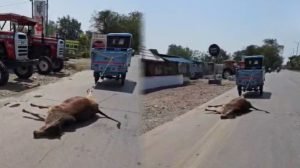 cg cow video: nh 130 पर रस्सी से बांधकर खींची गई मृत गाय, वीडियो वायरल