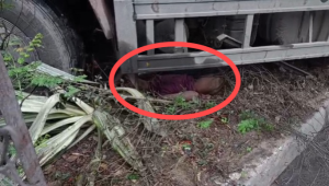 raipur accident: रायपुर रिंग रोड पर ट्रक ने युवक को कुचला, मौके पर मौत; इधर राजेंद्र नगर में स्कूटी सवार घायल