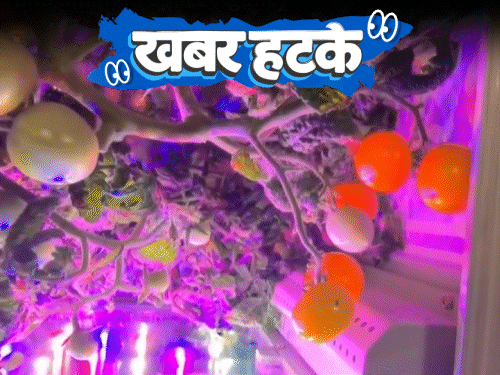 खबर हटके चीन ने अंतरिक्ष में उगाया टमाटर:15 साल से लापता बच्चे को सोशल मीडिया ने मिलवाया; खांसी की आवाज से बीमारी पहचानने वाला एप