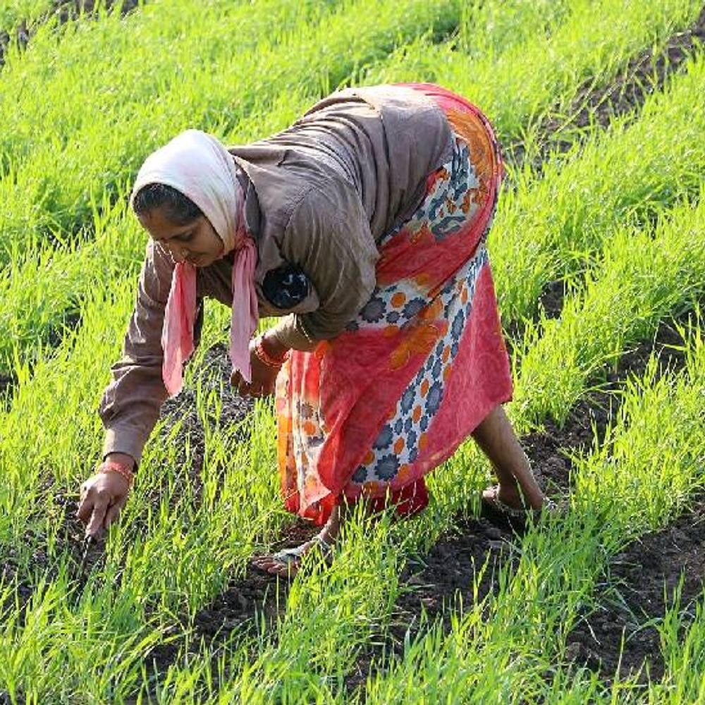 पोषक अनाज के उत्पादन में मप्र तीसरे स्थान पर‎:मोटे अनाज की ओर लौट रहा प्रदेश का किसान, देश में 12.17 फीसदी है हिस्सेदारी‎