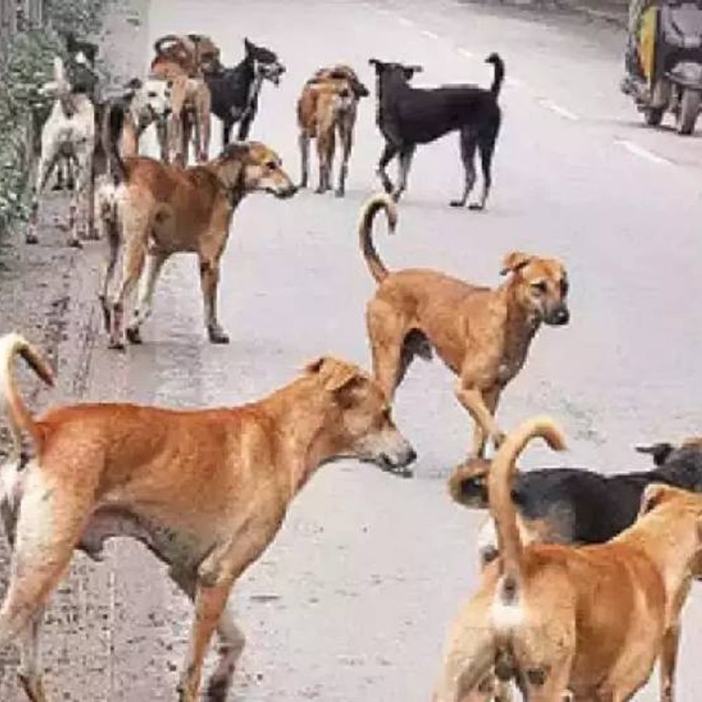 ‘कुत्ता मुक्त गांव’ के नाम पर हत्या:तेलंगाना में 1600 कुत्तों को दी मौत, आंध्र से डॉगकैचर्स बुलाकर दिए जहरीले इंजेक्शन