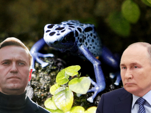 आरोप पुतिन ने अपने विरोधी को एपिबैटिडीन जहर देकर मारा:इससे पहले लकवा फिर दर्दनाक मौत होती है, दक्षिण अमेरिकी मेंढक में मिलता है
