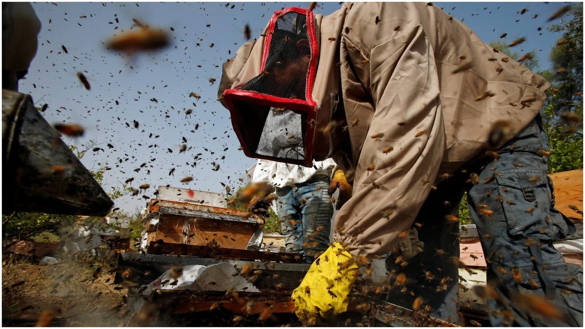 bee attack during cricket match: क्रिकेट मैच के दौरान मधुमक्खियों का हमला, अंपायर की मौत; कई खिलाड़ी हुए घायल
