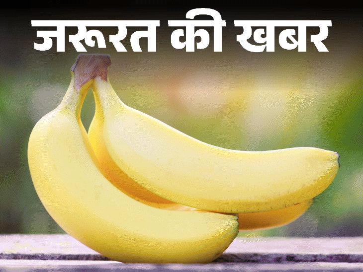 जरूरत की खबर केला बढ़ाता है गुड बैक्टीरिया:पोटेशियम का बेस्ट सोर्स, रोज एक केला खाएं, न्यूट्रिशनिस्ट से जानें किसे नहीं खाना चाहिए