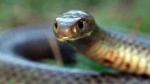 bilaspur snake bite: 9 साल के मासूम को सांप ने काटा, खेलते खेलते चली गई जान