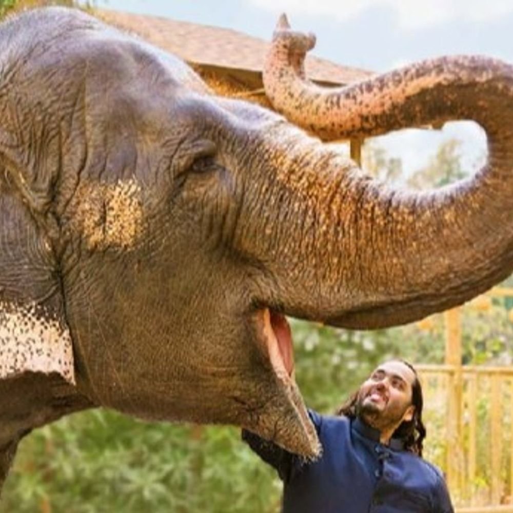 सुप्रीम कोर्ट बोला वनतारा में किसी कानून का उल्लंघन नहीं हुआ:करणार्थम विरम फाउंडेशन की याचिका खारिज; पिछले साल की sit रिपोर्ट को सही ठहराया