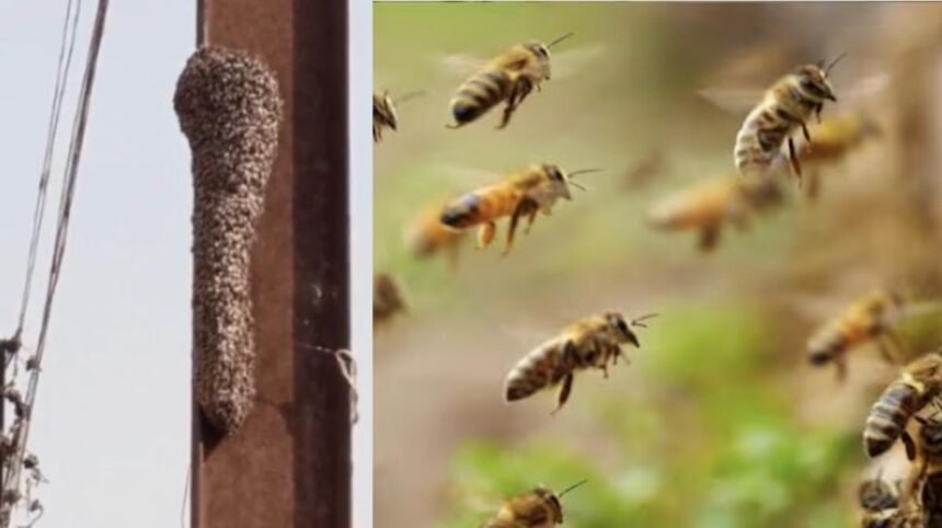 durg bee attack: खेत में काम कर रही महिलाओं पर मधुमक्खियों का हमला, 1 की मौत; कई घायल