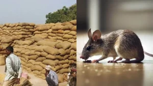 cg budget session 2026: विधानसभा में चूहों के धान खाने का मुद्दा गरमाया, स्थगन प्रस्ताव खारिज होने पर विपक्ष का हंगामा