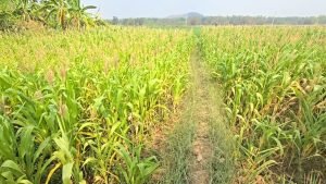 cg ganja kheti: अफीम के बाद अब गांजे की खेती, मक्के के बीच लगाई थी फसल, 2 आरोपी गिरफ्तार