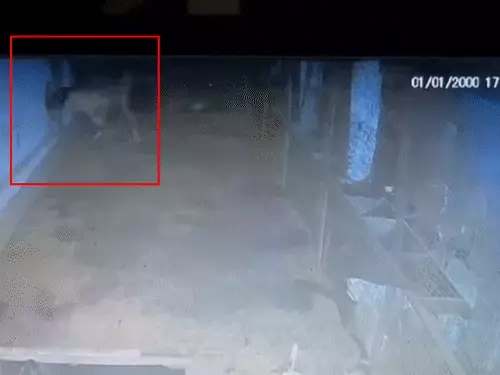 bilaspur goat theft: दीवार में छेद कर 37 बकरियों की चोरी, मांस काटकर बेचा, 2 आरोपी गिरफ्तार