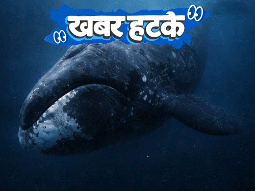 खबर हटके इंसानों की उम्र दोगुना करने वाला जीव:कार के बाद अब बाइक भी अपने आप चलेगी; तीखा खाना खिलाने पर रेस्टोरेंट पर केस