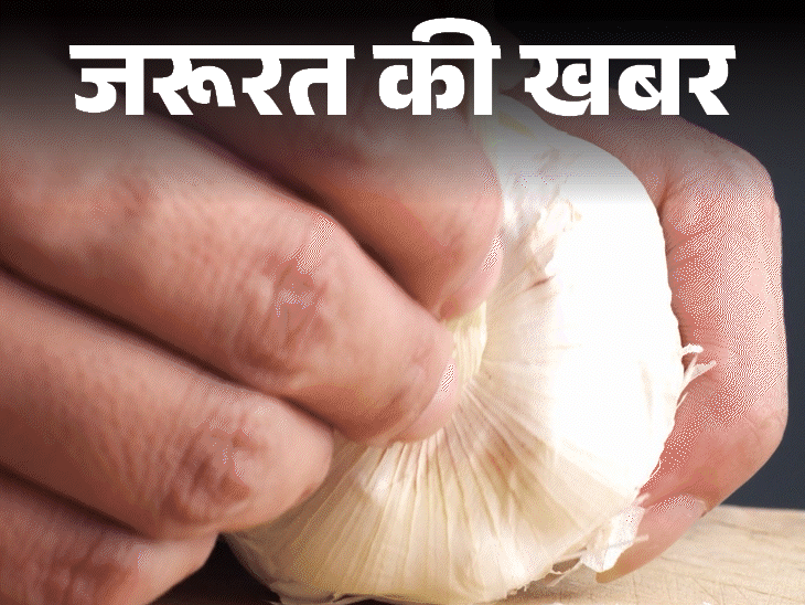 जरूरत की खबर काला लहसुन है सेहत का खजाना:ज्यादा एंटीऑक्सिडेंट, पचने में आसान, जानें हेल्थ बेनिफिट्स, किन्हें नहीं खाना चाहिए