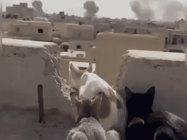 ईरान जंग लोग पालतू कुत्ते बिल्ली को छोड़कर भागे:बिना खाना पानी दिए खंभे से बांधा, नोट लिखा सॉरी देश छोड़ रहा हूं; 23 photos