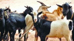 durg goat theft: बकरा चोर गिरफ्तार, रेकी कर ऐसे करते थे चोरी