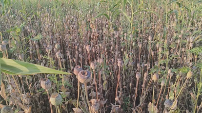 छत्तीसगढ़ में 8 करोड़ की अफीम खेती,राजस्थान कनेक्शन आया सामने, चौथा आरोपी गिरफ्तार…