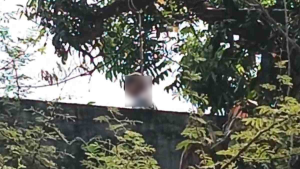 cg student suicide: 9वीं के छात्र ने की आत्महत्या, आम के पेड़ पर लगाई फांसी