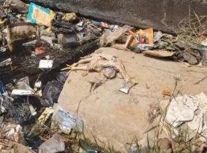 cg bird flu: खुले में फेंके गए मरे मुर्गे, बदबू से परेशान लोग; संक्रमण फैलने का बढ़ा खतरा