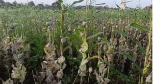durg opium farming: भाजपा नेता के खेत में अफीम की खेती, bjp ने पार्टी से किया सस्पेंड