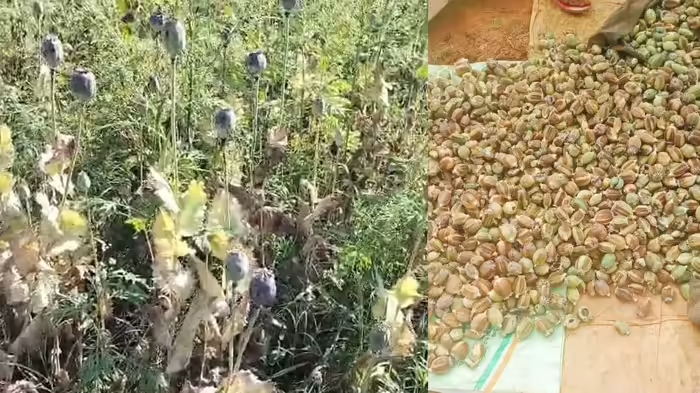 बलरामपुर में भी अफ़ीम का बागान, 5 एकड़ में लहलहाती फसलों पर पुलिस की छापेमारी, हैरत में सरकार…