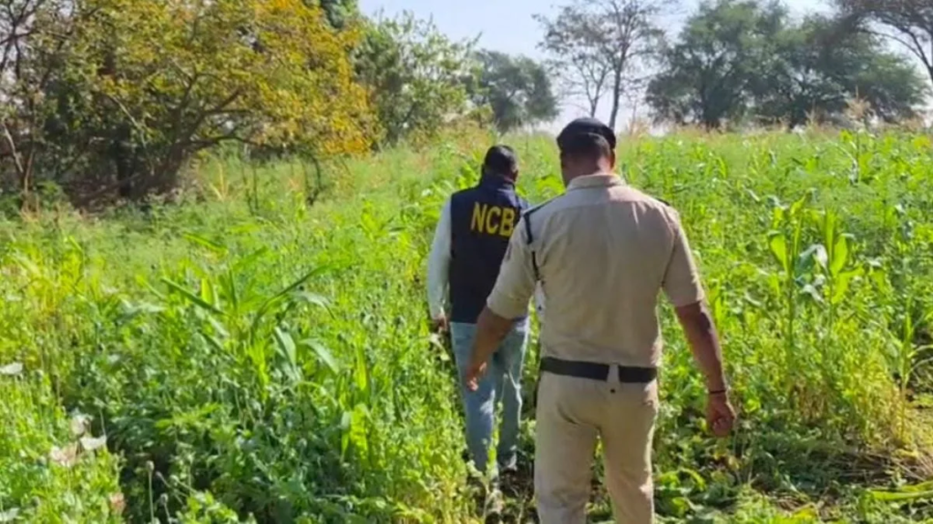 छत्तीसगढ़ में अफीम की खेती से बदलेगी के किसानों की तक़दीर ? 5 एकड़ में 8 करोड़ की कमाई ? सुर्ख़ियों में “बीजेपी सरकार”,फसल चक्र परिवर्तन की चर्चा जोरों पर…
