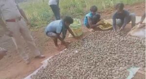 cg big breaking: दुर्ग के बाद बलरामपुर में अफीम की खेती, 5 एकड़ में लगी फसल