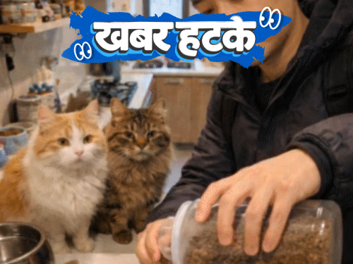 खबर हटके बिल्ली को खाना खिलाकर लाखों की कमाई:कुंवारों के साथ दालचीनी वाली होली की परम्परा; गिलहरी ने शहर का इंटरनेट ठप कर दिया