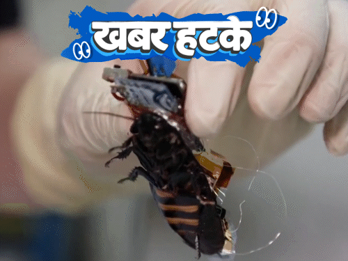 खबर हटके आपदा में इंसानों को बचाएंगे कॉकरोच:झारखंड में मिला जमीन में दबा अमेरिकी बम; लग्जरी कार कंपनी ने लॉन्च की ₹28 लाख की साइकिल
