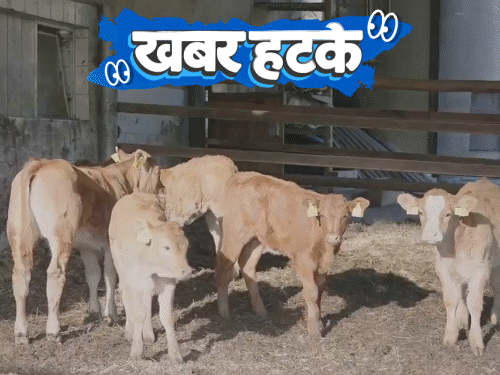 खबर हटके सोने से ज्यादा कीमती हुई गाय की पथरी:करोड़ों के खजाने में सरकार से हिस्सा मांग रहा शख्स; नेपाल दे रहा आधा भरा सिलेंडर