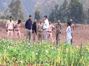 balrampur afim kheti: बलरामपुर में उखाड़ी गई अफीम की फसल, 5 लोग हिरासत में
