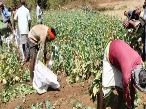 balrampur afim kheti: बलरामपुर में फिर पकड़ी गई अफीम की खेती, ढाई एकड़ में लगी फसल; 13 14 साल की लड़कियों से 300 में कराई जा रही थी मजदूरी