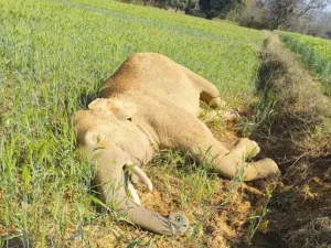 cg elephant death: छत्तीसगढ़ में 3 दिन में 3 हाथियों की करंट से मौत; सूरजपुर में खेत में मिला शव, रायगढ़ में दो की गई जान, 2 आरोपी गिरफ्तार