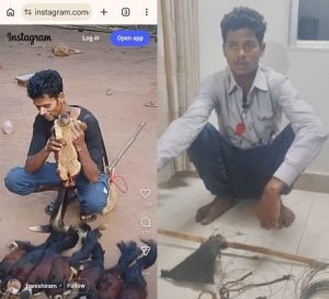 bijapur news: गिलहरी का शिकार कर सोशल मीडिया में पोस्ट किया वीडियो, आरोपी गिरफ्तार