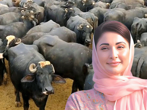 पाकिस्तान में गाय भैंस पालने पर गोबर टैक्स लगाने की तैयारी:हर पशु पर रोजाना 30 रुपए वसूलेगी सरकार, विपक्ष बोला यह रेवेन्यू जुटाने का तरीका