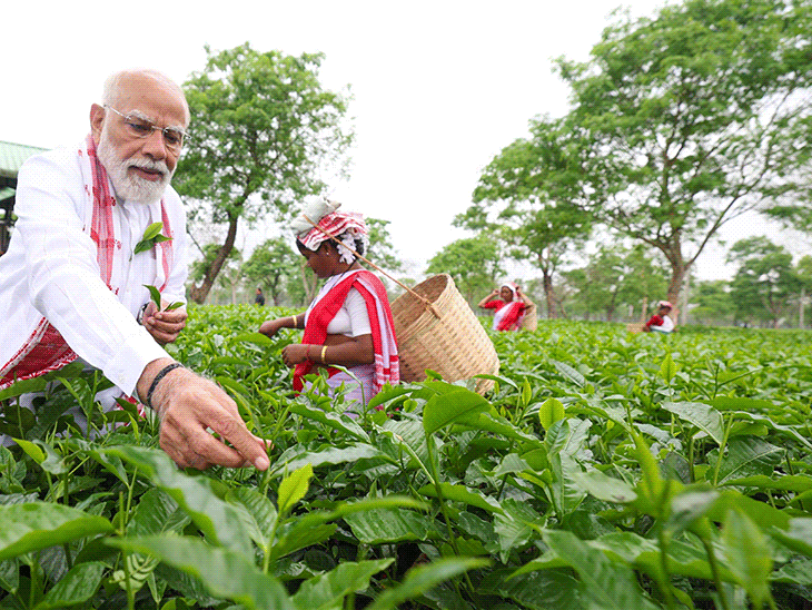 पीएम मोदी ने असम के चाय बगान में पत्ती तोड़ी:महिला कामगार के साथ सेल्फी ली; केरलम में राहुल ने बस में सफर किया