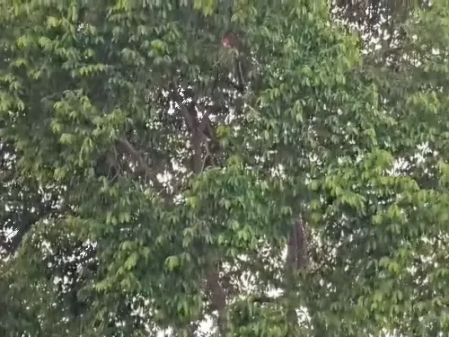 cg weather update: छत्तीसगढ़ में अगले दो दिन आंधी बारिश का अलर्ट, रायपुर में भी बदलेगा मौसम का मिजाज