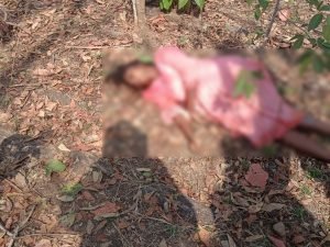 cg elephant attack: महुआ बीनने गई किशोरी पर हाथियों का हमला, 22 हाथियों के झुंड ने ली जान