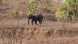 cg elephant attack: महुआ बीनने गए बुजुर्ग को हाथी ने कुचला, मौके पर दर्दनाक मौत