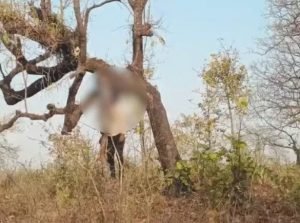 korba suicide: एक ही पेड़ पर लटके मिले दो दोस्तों के शव, दोनों घूमने निकले थे