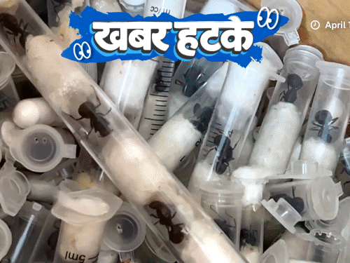 खबर हटके केन्या में चींटी बेचकर करोड़पति बन रहे लोग:श्रीलंका से भारत तैरकर आएगा एक बच्चा; महिलाओं के कपड़ों पर लगेगा अर्थ टैक्स