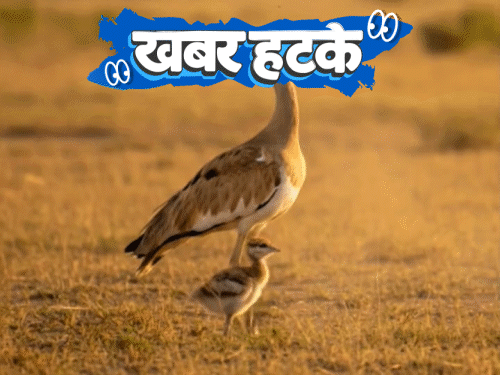 खबर हटके चिड़िया के एक बच्चे के लिए 50+ जवान तैनात:नाले से निकली गैस से जल रहा चूल्हा; mba करने के लिए ₹80 लाख में किडनी बेची