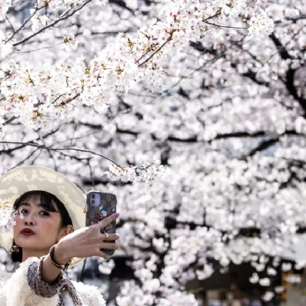 जापान में चेरी ब्लॉसम:800 किस्मों के लाखों पेड़ों से गुलाबी हुआ देश, दो हफ्ते ऐसा नजारा